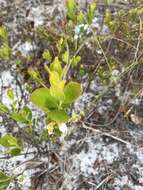 Image of dwarf huckleberry