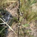 Image de Muhlenbergia cuspidata (Torr. ex Hook.) Rydb.