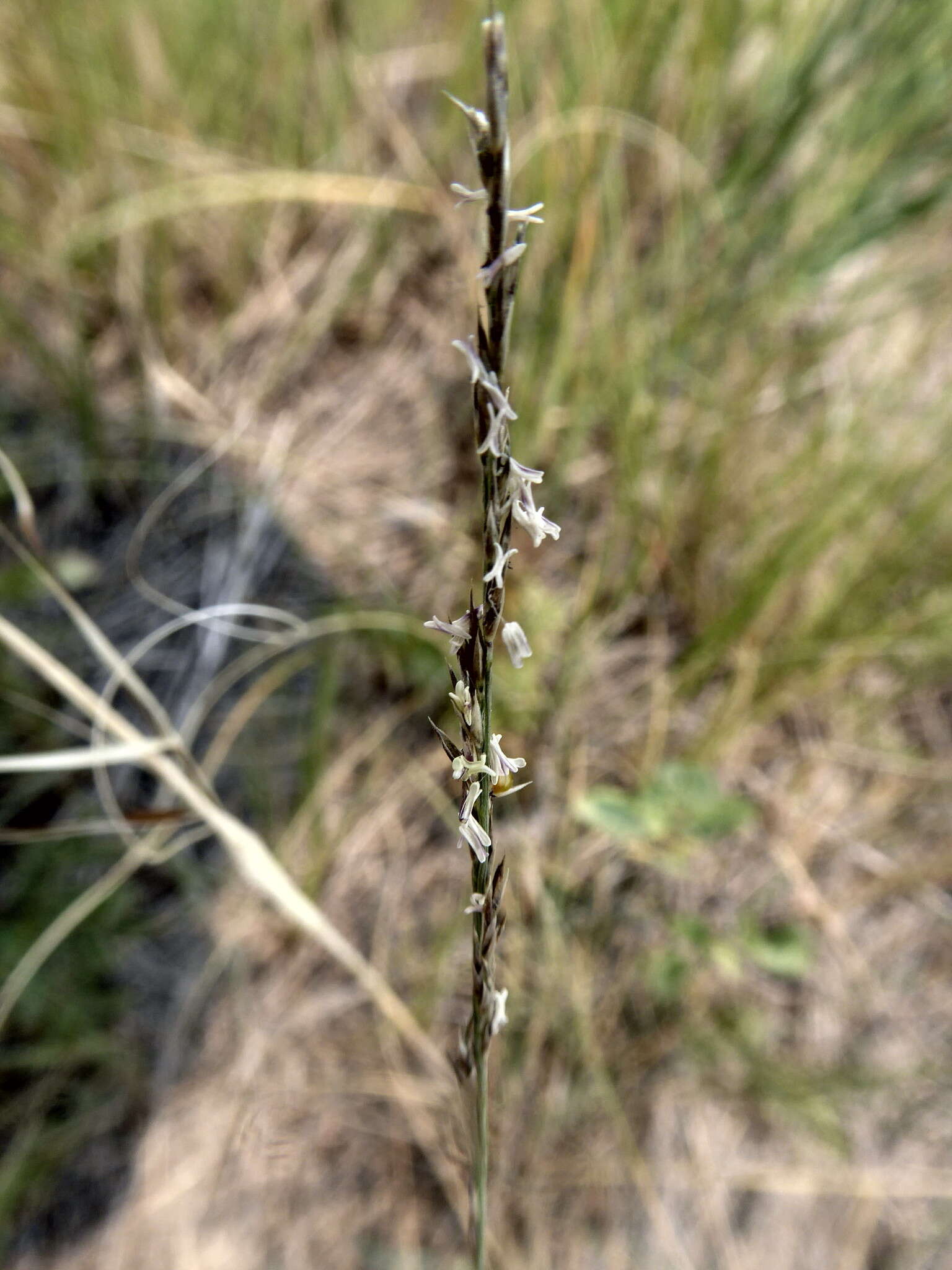 Image of plains muhly