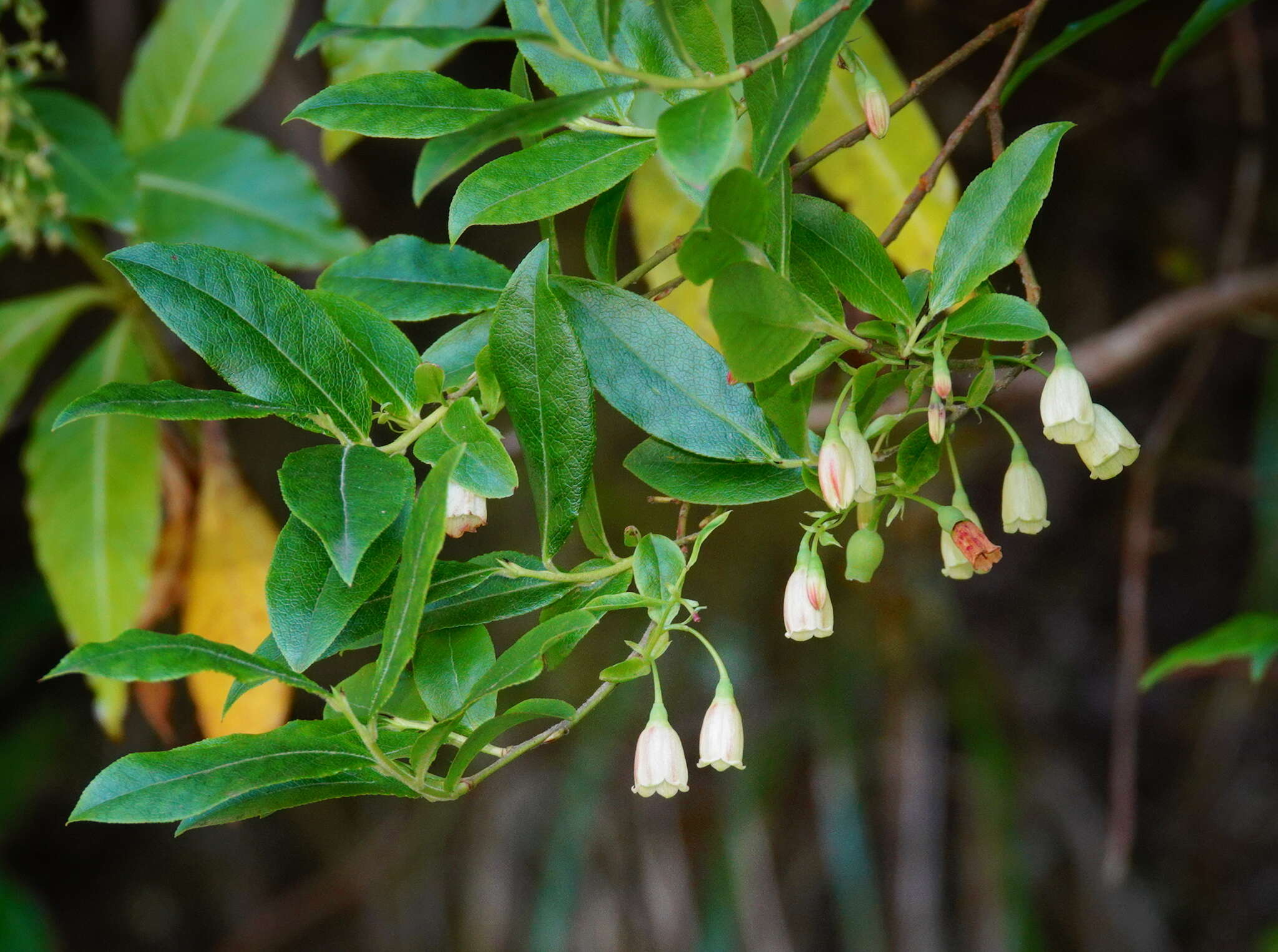 Sivun Vaccinium padifolium J. E. Sm. kuva