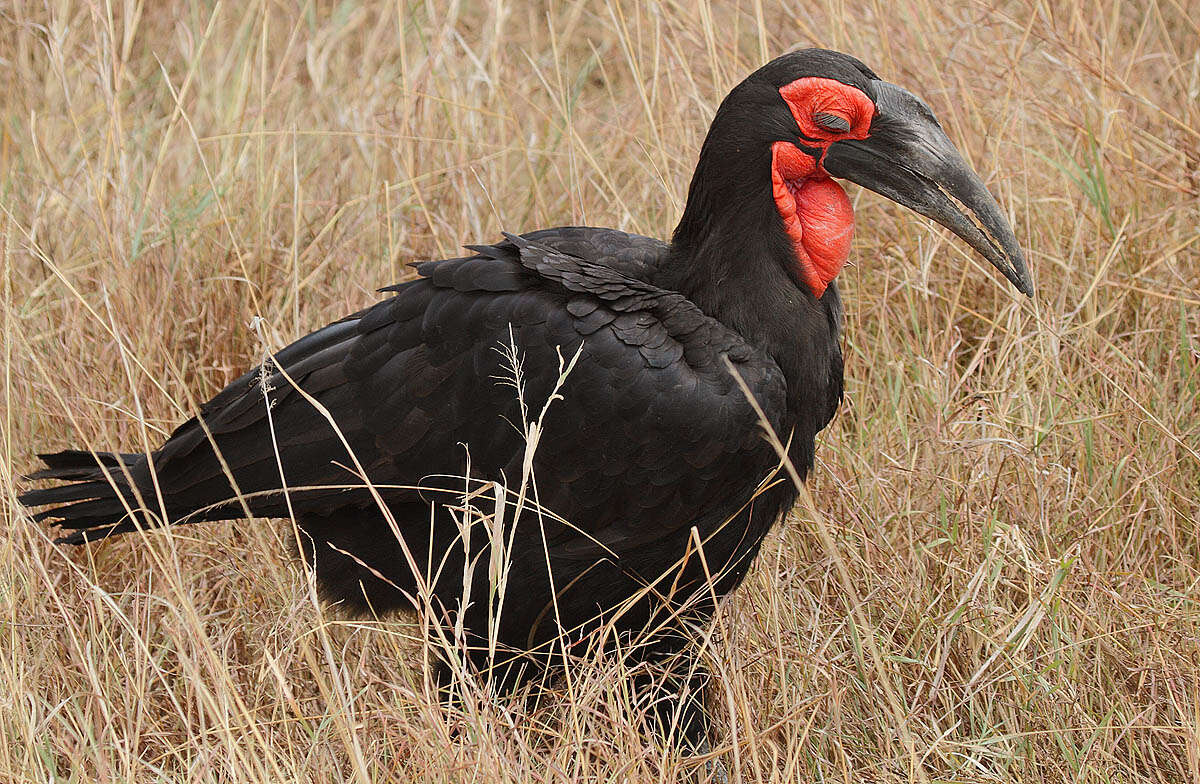 Image of Southern Ground Hornbill