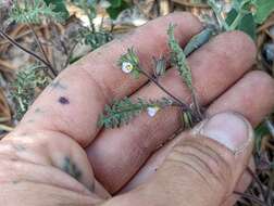 Image of sticky phacelia