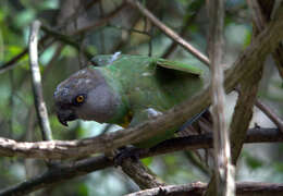 Image of Senegal Parrot