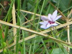 Freesia laxa subsp. azurea (Goldblatt & Hutchings) Goldblatt & J. C. Manning resmi