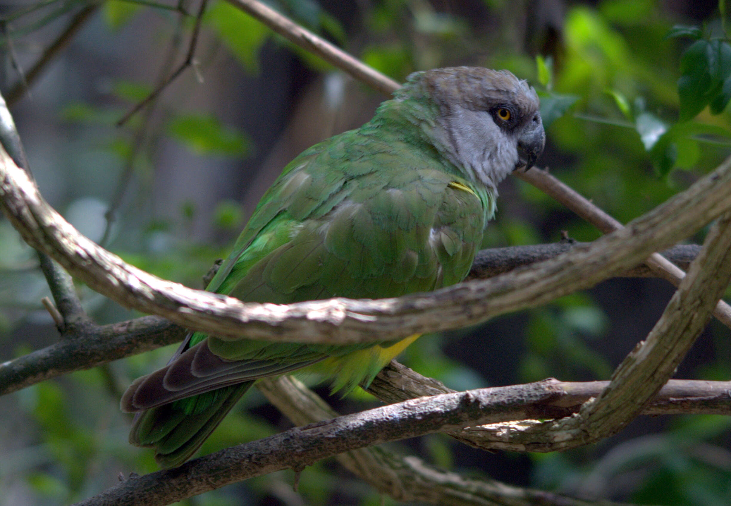 Image of Senegal Parrot