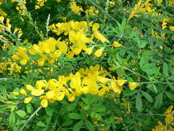 Image of leafy broom