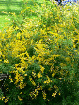 Image of leafy broom