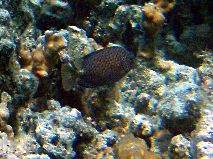 Image of Gold-spotted rabbitfish