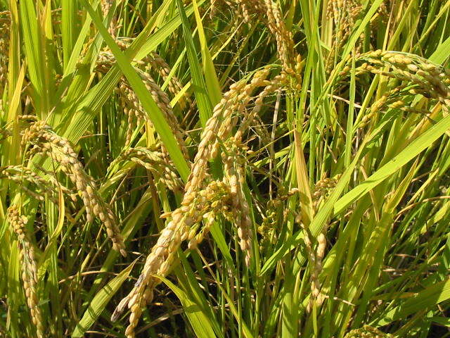 Image of rice