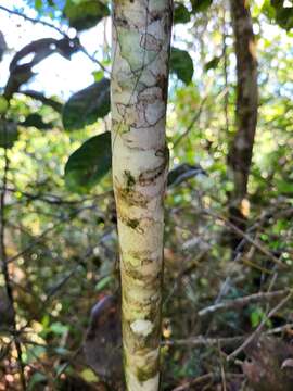 Imagem de Ilex nitida (Vahl) Maxim.