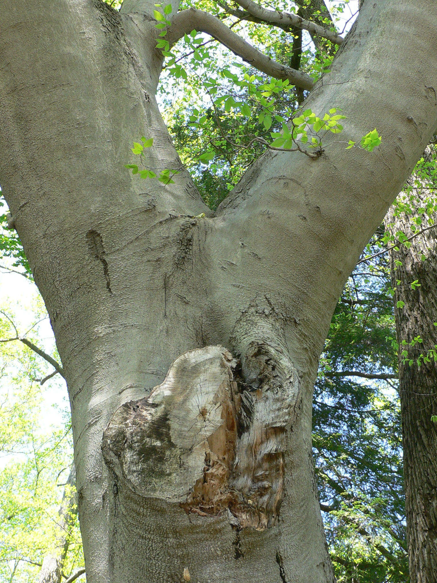 Image de Hêtre à grandes feuilles