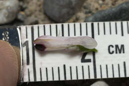 Image of Judean Fumitory