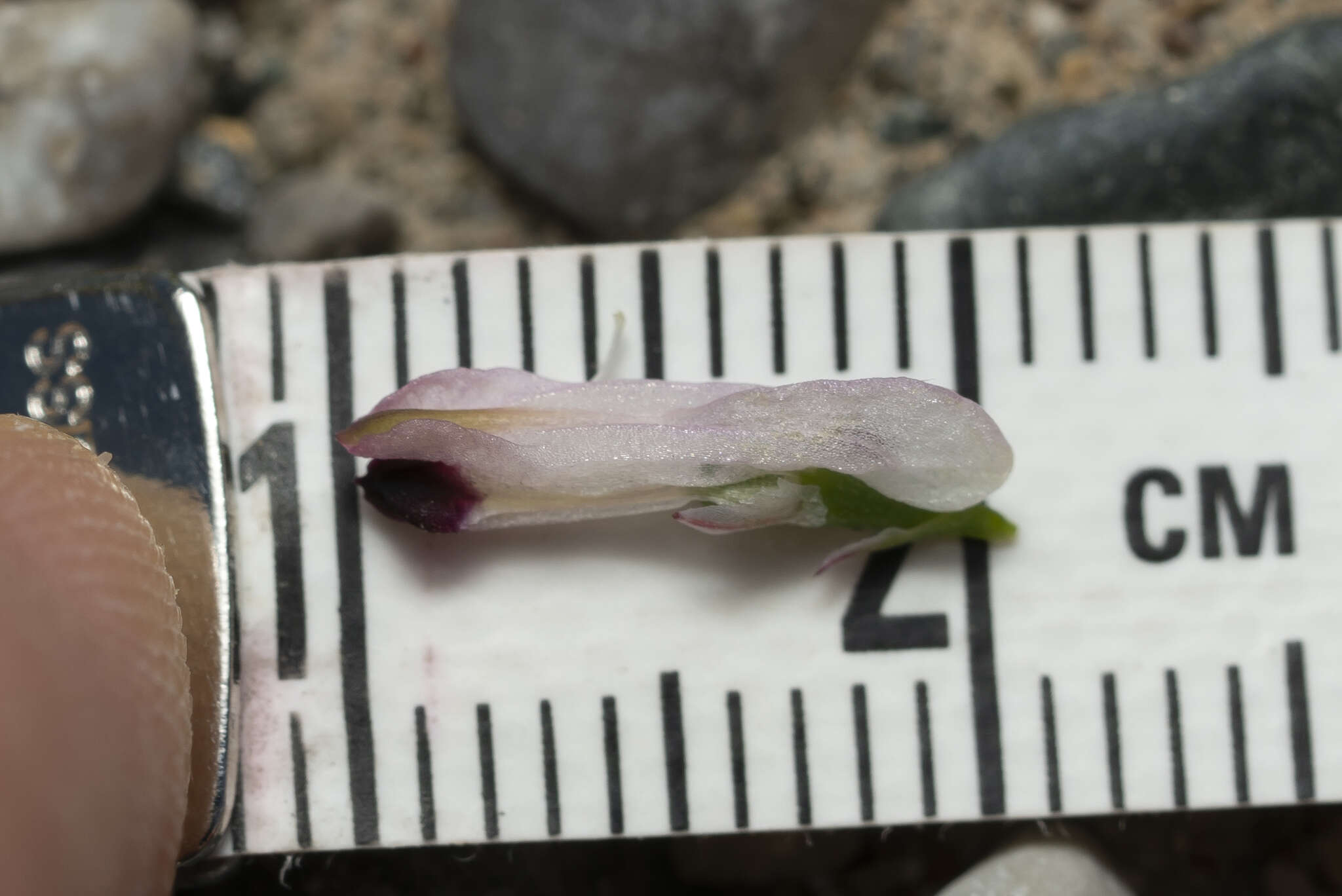 Image of Judean Fumitory