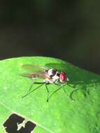 Image of Anthomyia oculifera Bigot 1885