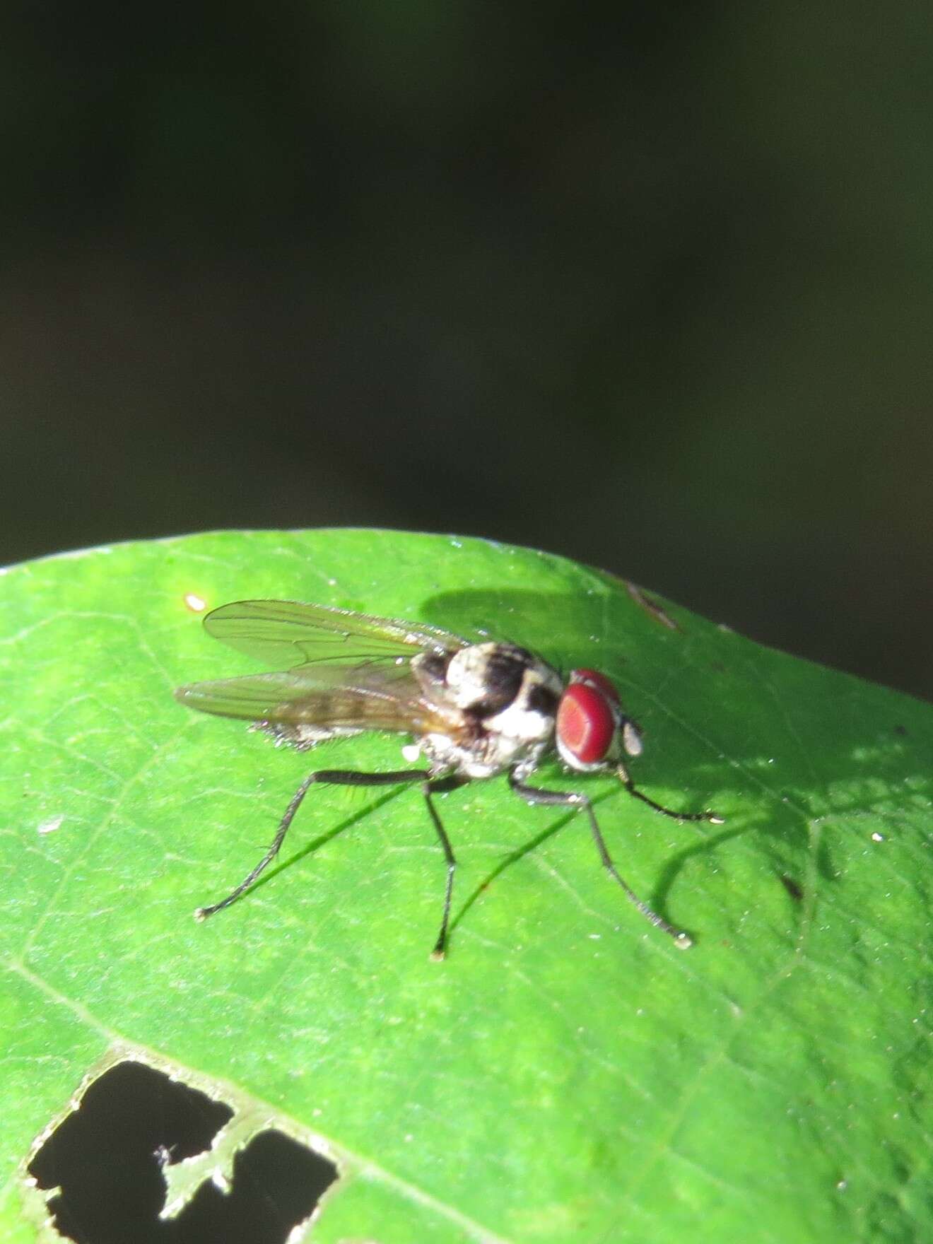 Image of Anthomyia oculifera Bigot 1885