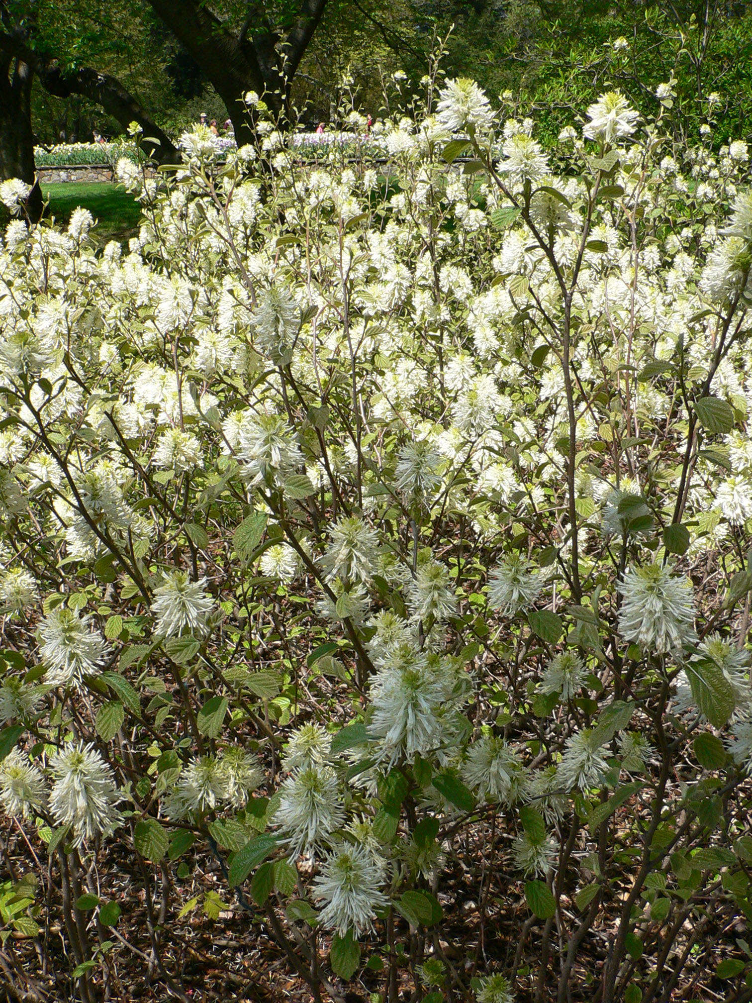 Imagem de Fothergilla gardenii Murr.