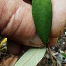 صورة Pomaderris andromedifolia A. Cunn.