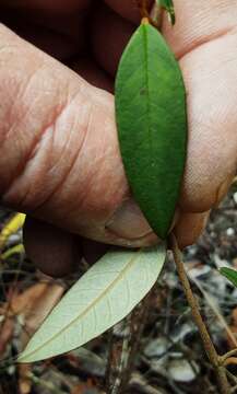 صورة Pomaderris andromedifolia A. Cunn.