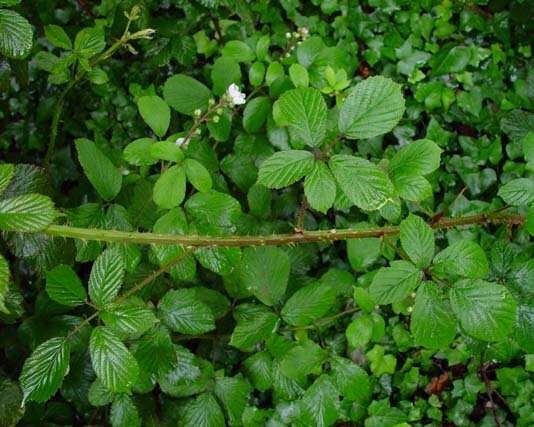 Image of Rubus dentatifolius (Briggs) W. C. R. Watson