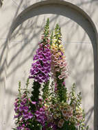 Imagem de Digitalis purpurea L.