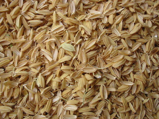 Image of rice