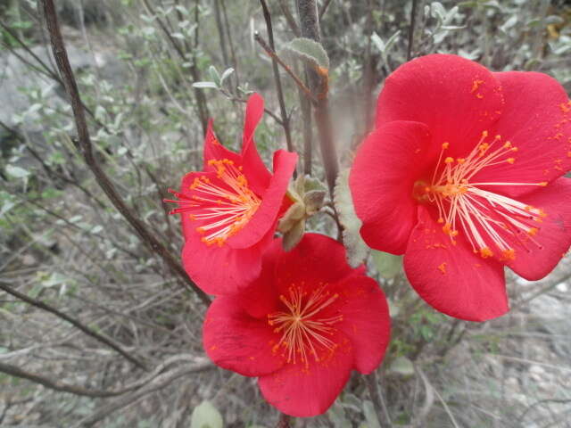 Image of Hibiscus longifilus Fryxell