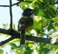 Image of Black-capped Vireo