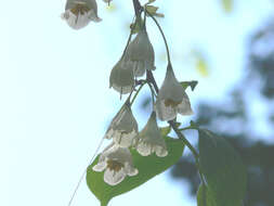 Image de Halesia tetraptera J. Ellis