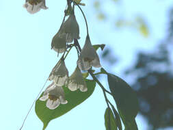 Image of mountain silverbell