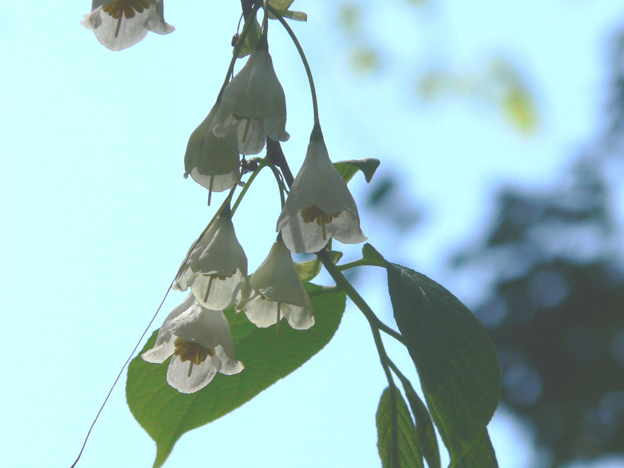 Image de Halesia tetraptera J. Ellis