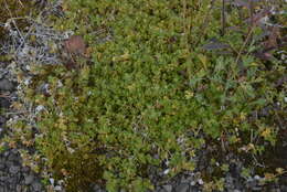 Image of Regel's chickweed