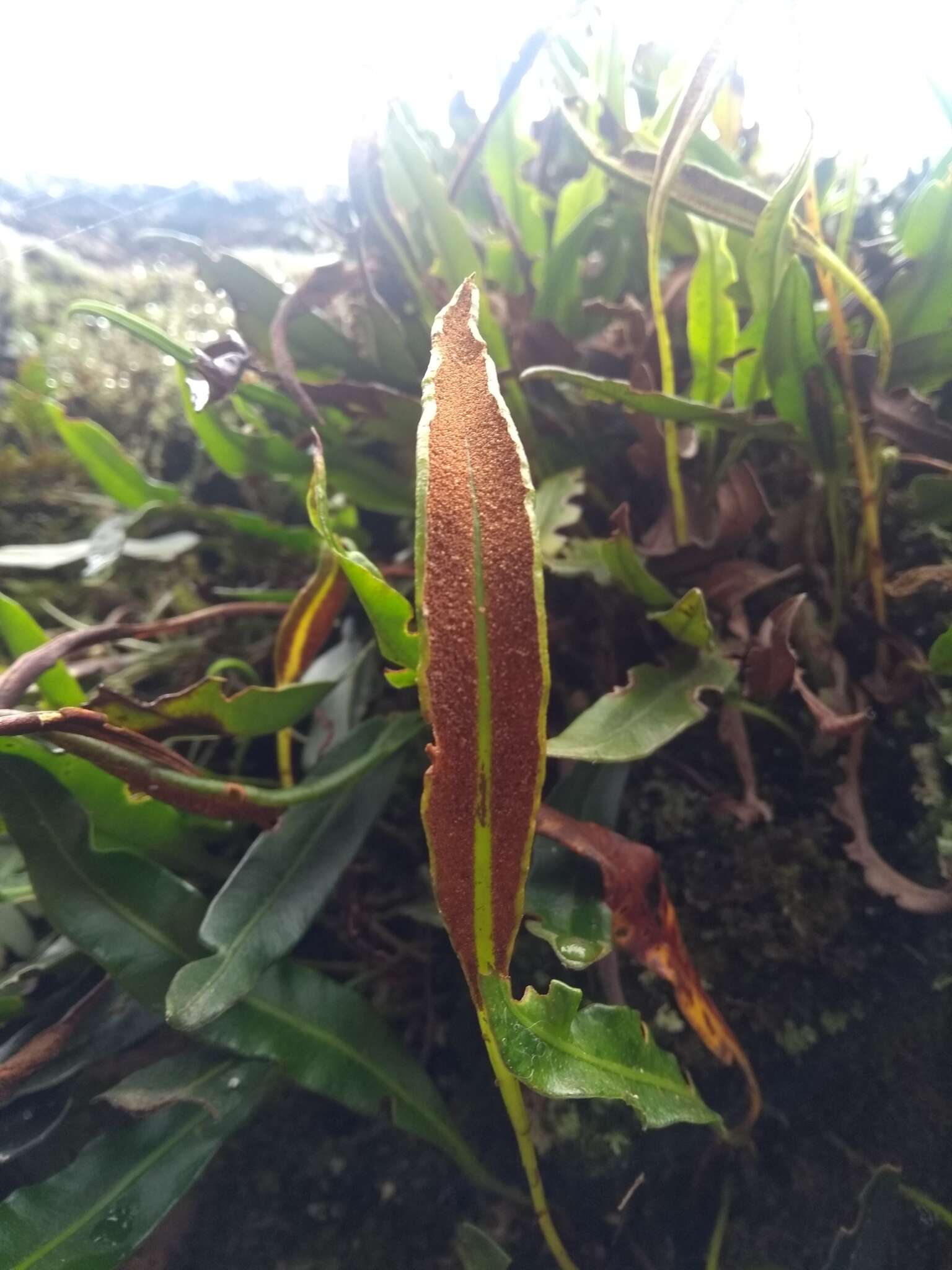 Image of Elaphoglossum gayanum (Fée) Moore