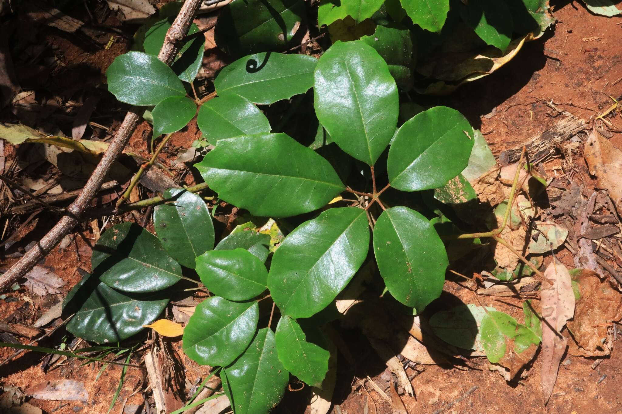 Image of Nothocissus hypoglauca (A. Gray) Latiff