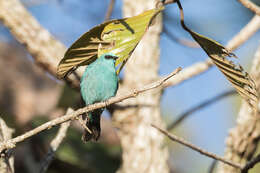 Image of Verditer Flycatcher (Northern)