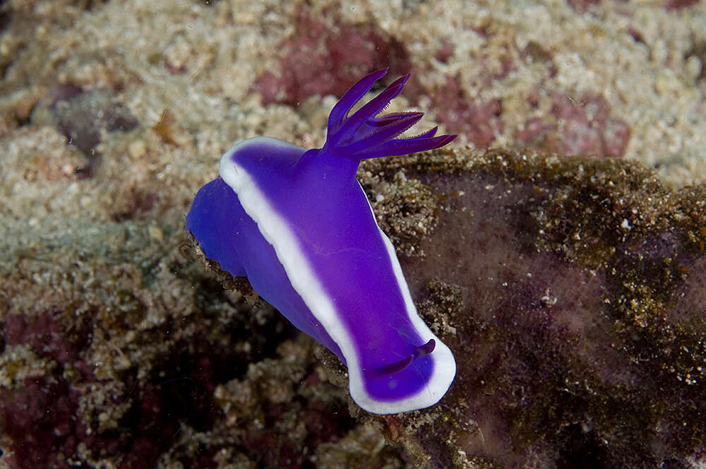 Image of Hypselodoris violacea Gosliner & R. F. Johnson 2018