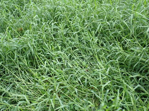 Image of Para Liverseed Grass