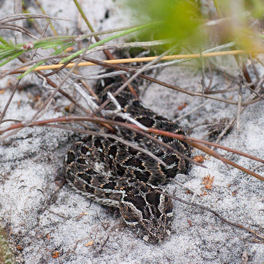 Image de Bitis atropos atropos (Linnaeus 1758)