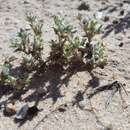 Image of dwarf cottonrose