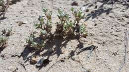 Image of dwarf cottonrose