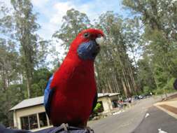 Image of Crimson Rosella