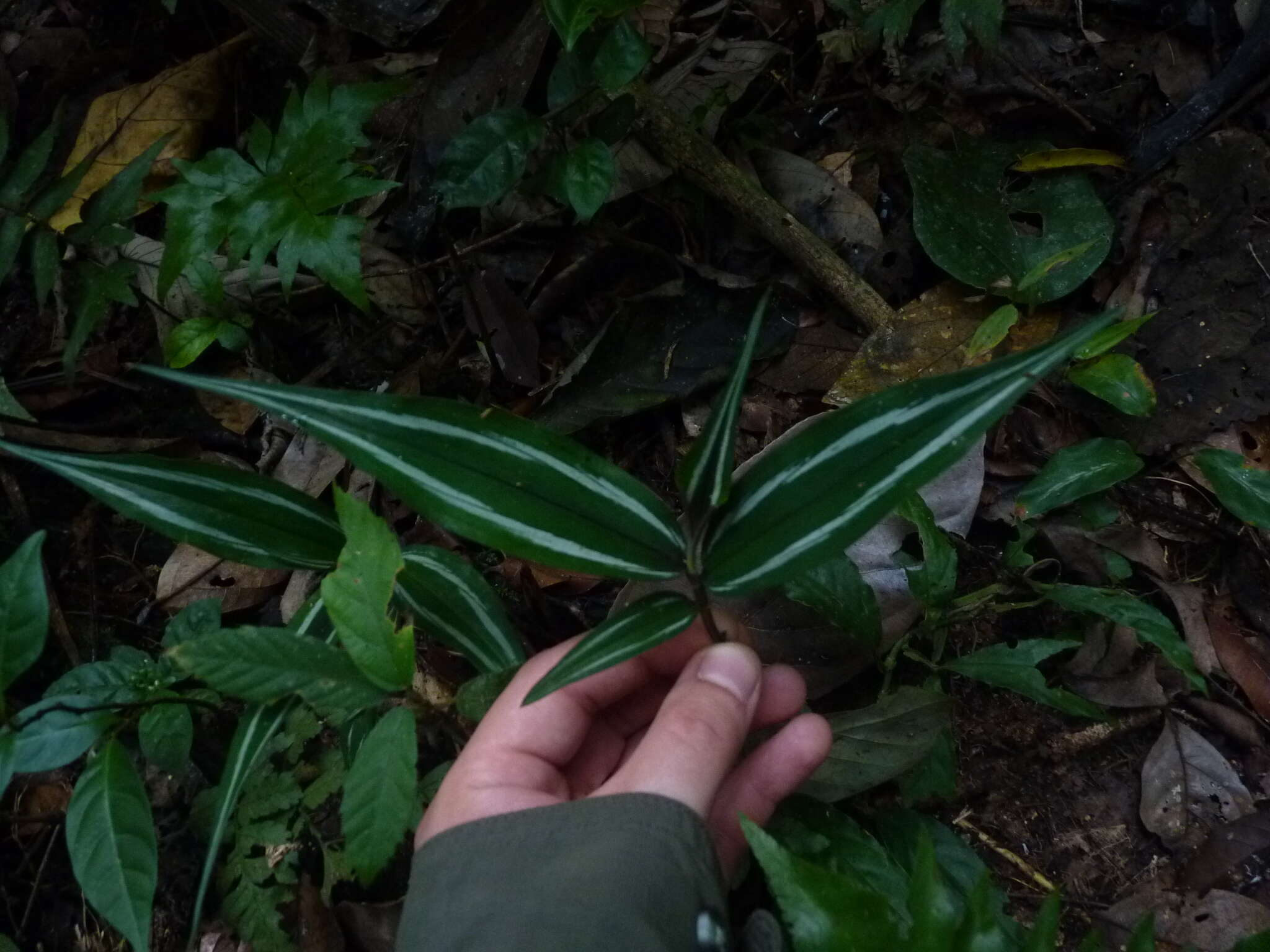 Image of Dichorisandra hexandra (Aubl.) C. B. Clarke