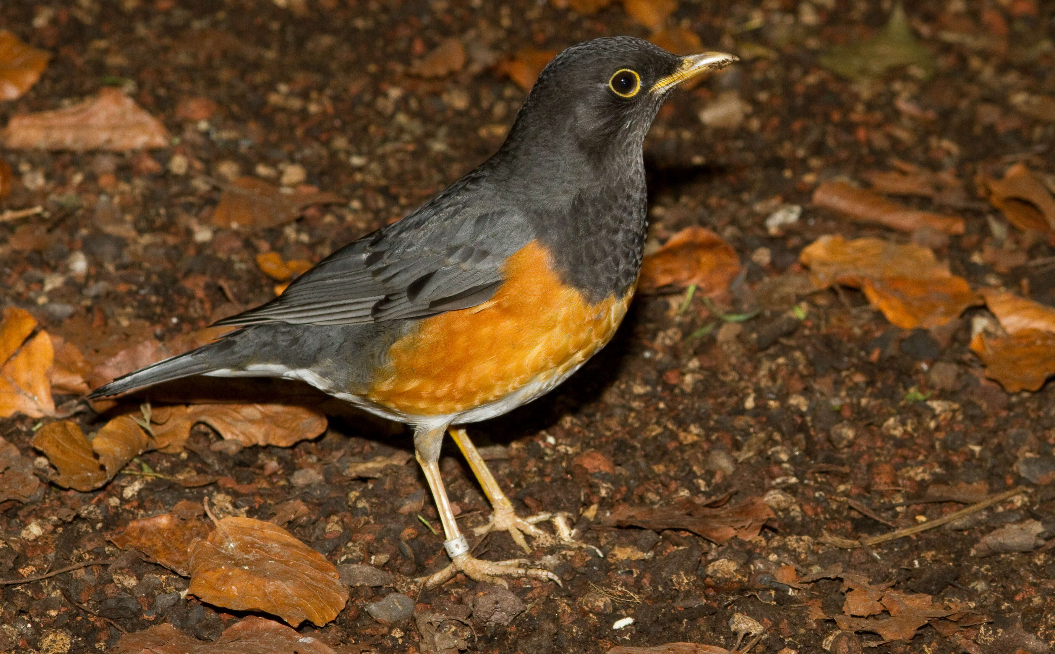 Image of thrushes