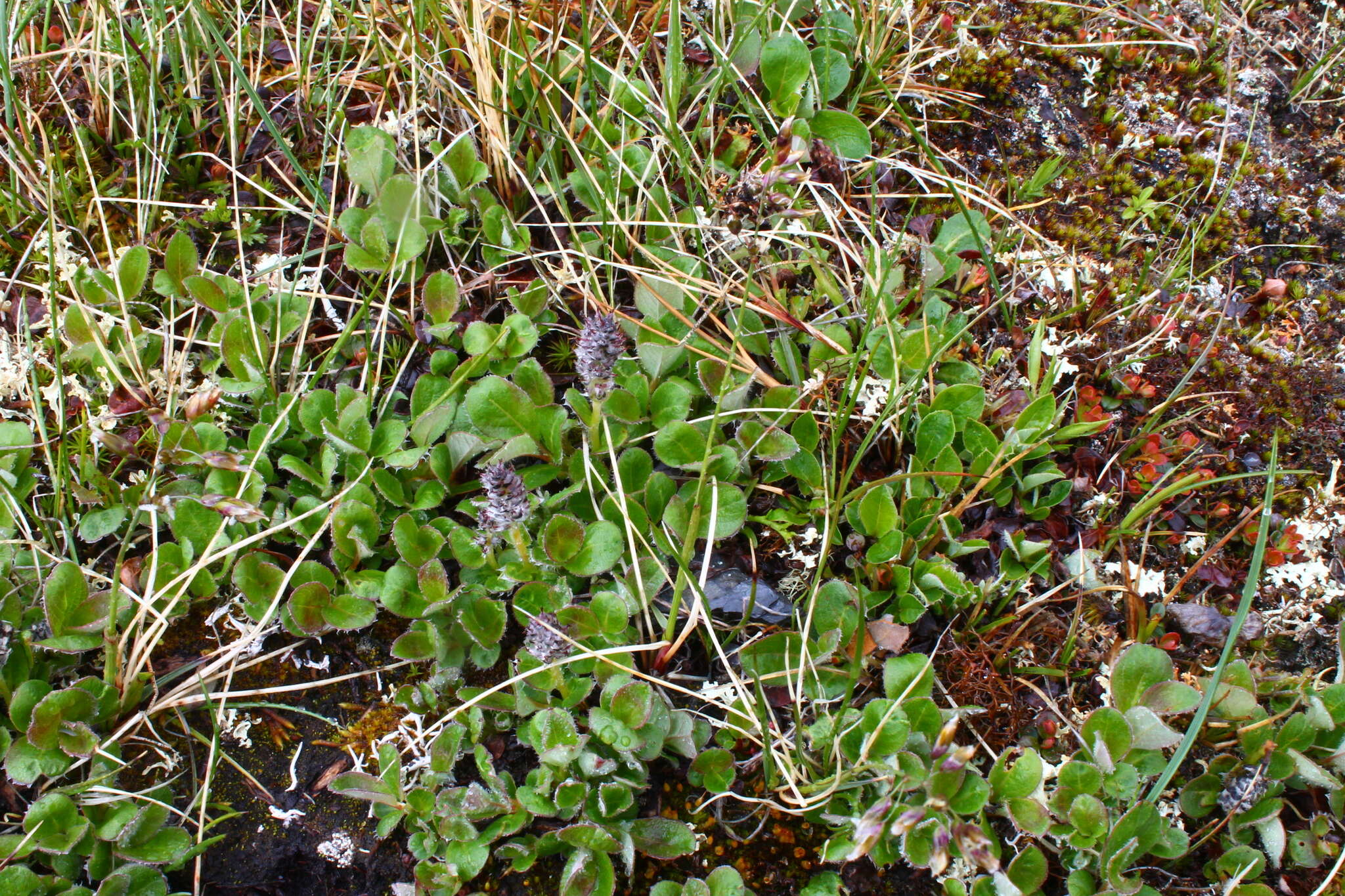 Image of arctic willow