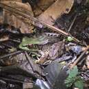 Sivun Lithobates palmipes (Spix 1824) kuva