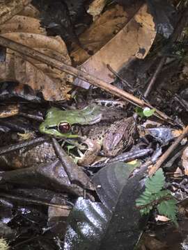 Image of Lithobates palmipes (Spix 1824)