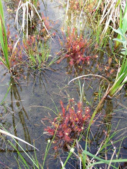 Image of Great Sundew