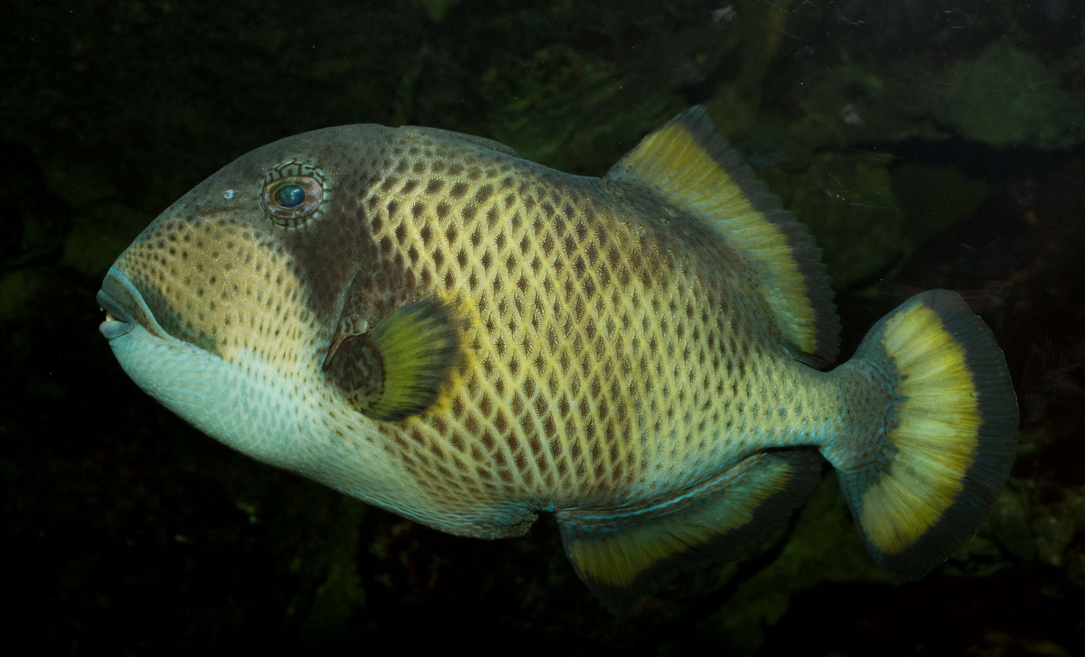 Image of Titan triggerfish