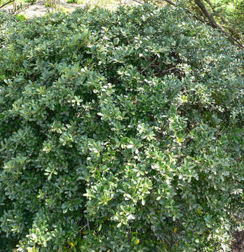 Image of Japanese holly