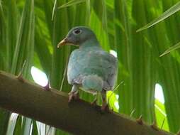 Image of Jambu Fruit Dove