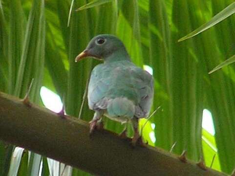 Image of Jambu Fruit Dove